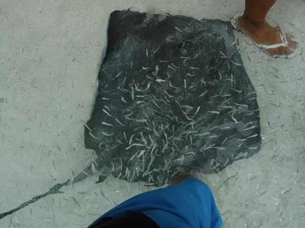 Feeding Stingrays, Moorea, Tahiti (French Polynesia), 01.11.2004
